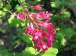 Fleurs du groseillier � fleurs