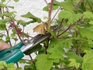 La taille des arbustes  floraison printanire
