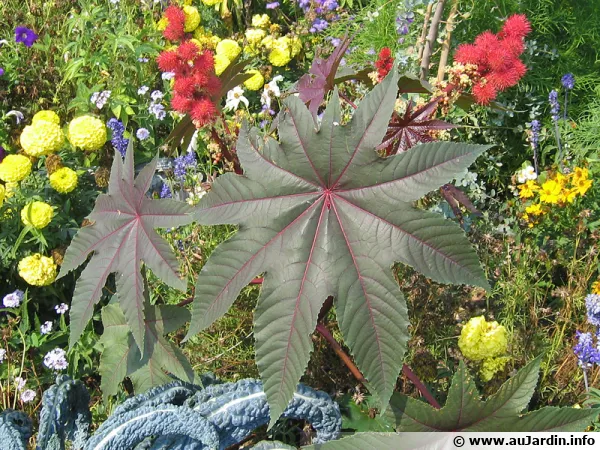 Les feuilles et les fruits sont originaux chez le ricin mais gare  la plante qui est toxique
