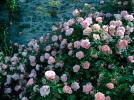 Les rosiers anciens
