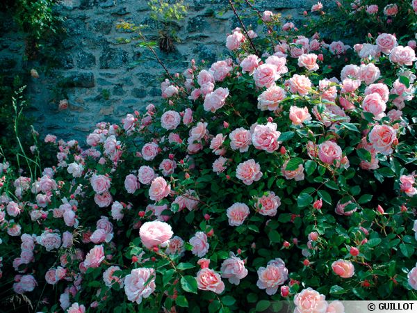 Rosier 'Albertine', rosier ancien très apprécié des jardins anglais
