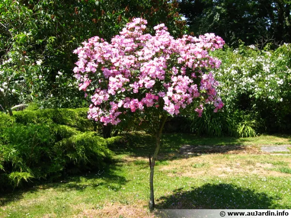 La plantation d'un rosier