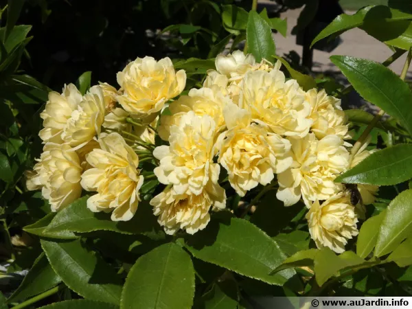 Rosier de Branks Lutea aux fleurs jaunes