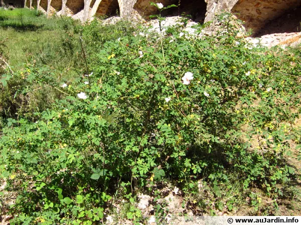 Eglantier, Rosier des chiens, Rosa canina
