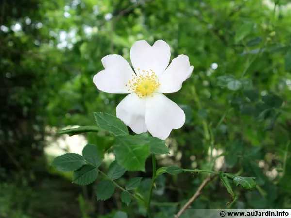 Rosa canina, un rosier sauvage