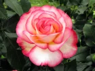 Rosier, rose, rosa