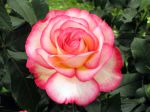 Fleur de rosier Fleur de rosier