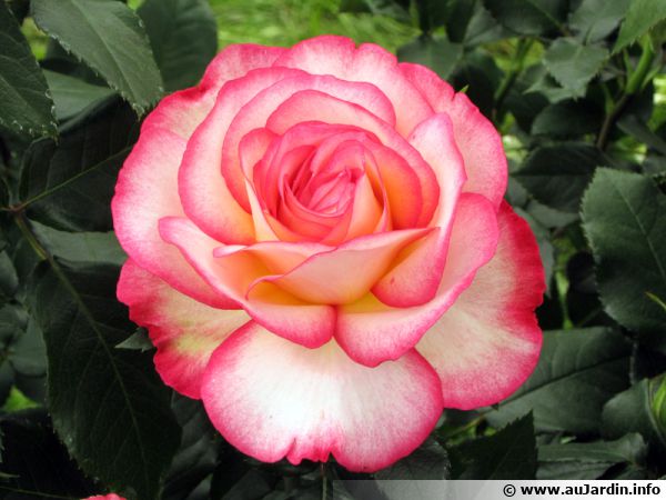 La rose rouge, symbole d'amour et de passion