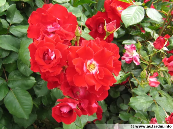 Le bouturage des rosiers