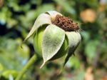 Fruit du rosier, Cynorrhodendron Fruit du rosier, Cynorrhodendron