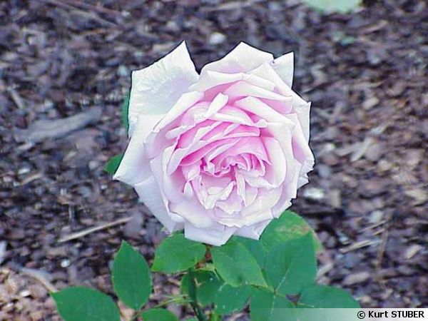 'La France' cultivar de rosier créé en 1867 par Jean-Baptiste Guillot (1803-1882), dit Guillot fils