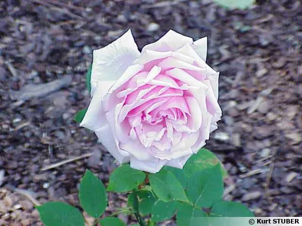 'La France' cultivar de rosier créé en 1867 par Jean-Baptiste Guillot (1803-1882), dit Guillot fils