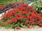 Les nouveaux rosiers rsistants aux maladies