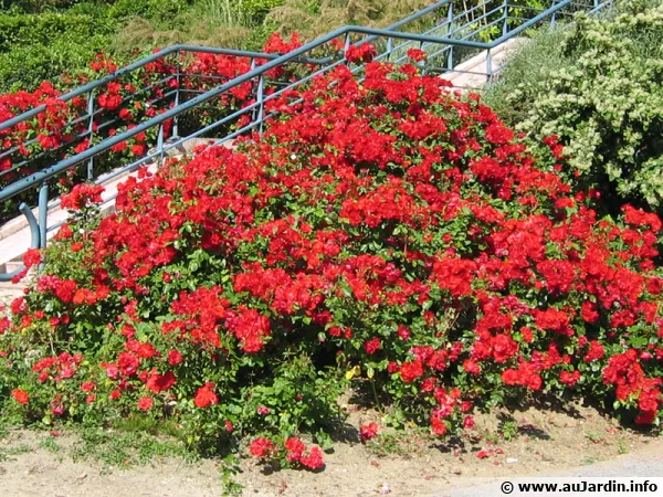 Les nouveaux rosiers rsistants aux maladies