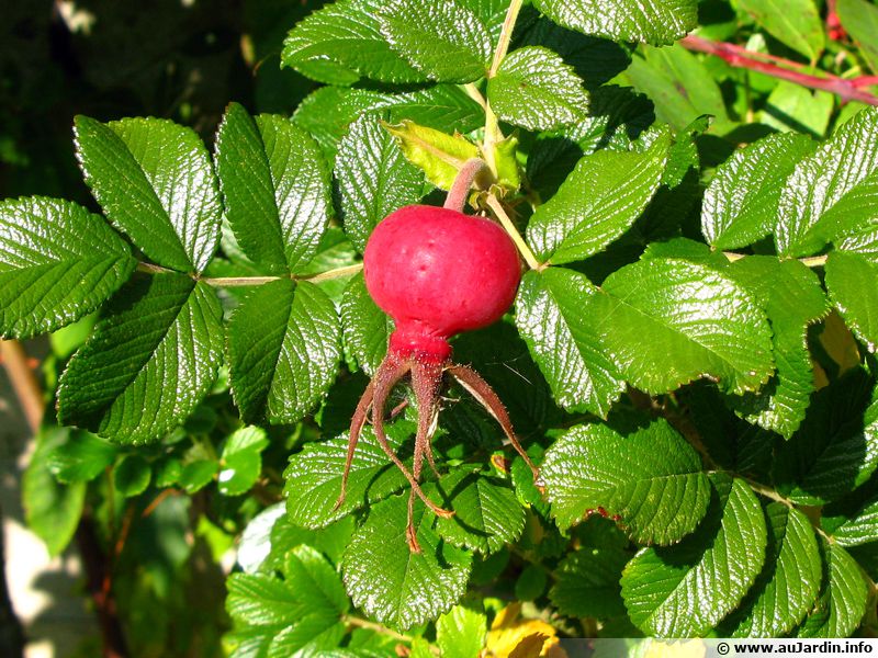 Rosier rugueux, Rosier du Japon, Rosa rugosa : planter, cultiver ...