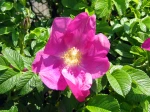 Rosier rugueux, Rosa rugosa