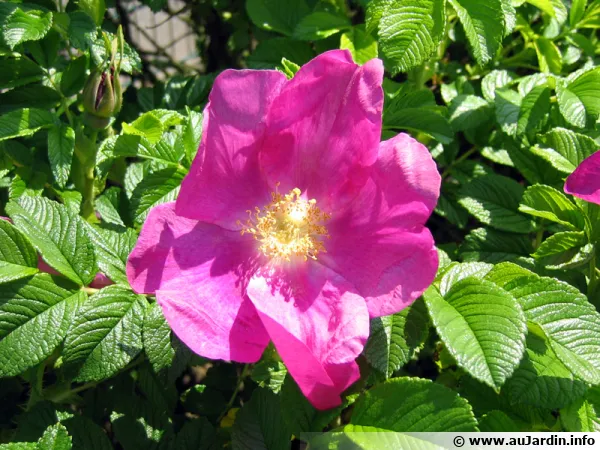 Rosier rugueux, Rosa rugosa