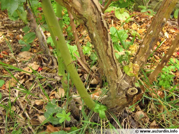La suppression des sauvageons