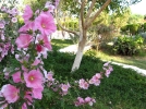 Plantation et entretien de la rose trmire