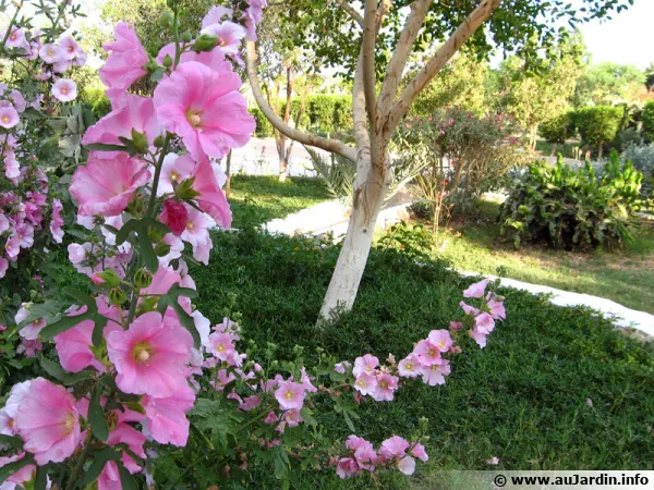 Les roses trmires apportent fleurs et hauteur au jardin