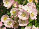 La vie en rose