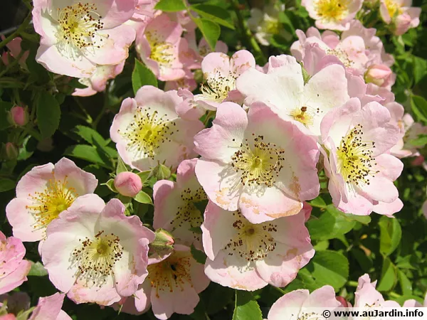 Un rosier aux fleurs simples