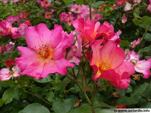 Rosier aux belles fleurs simples