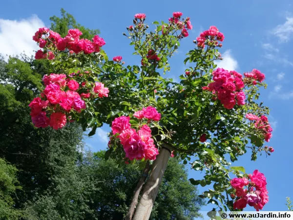 Un rosier tige