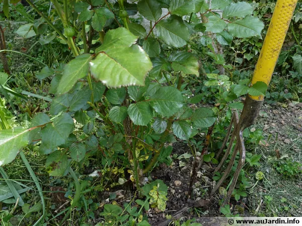 Transplanter un rosier