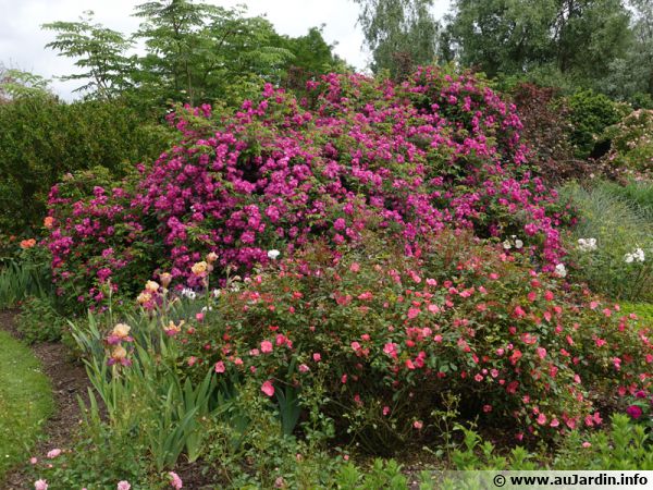 Différents types de rosiers dans un massif ; arbustifs, buissons, grimpants, ...