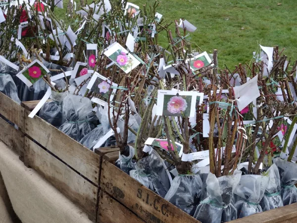 Vente de rosiers à racines nues lors d'un salon des plantes