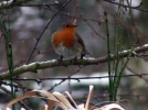 Le rouge-gorge, un oiseau familier