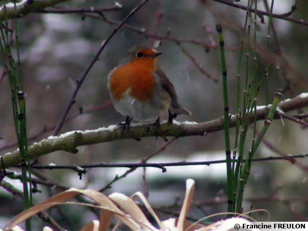 Le rouge gorge