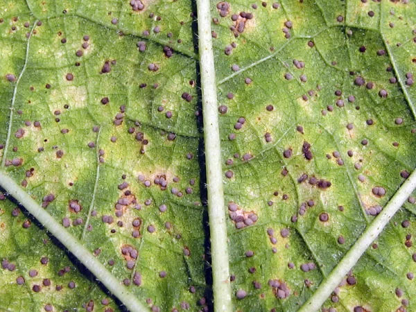 Rouille sous une feuille de rose trémière