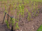 La taille des framboisiers