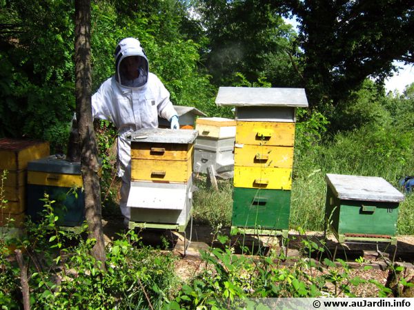 Apiculteur récoltant les produits de la ruche
