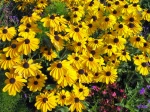 Rudbeckia
