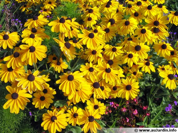 Rudbeckia