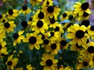 Rudb�ckia � trois lobes, Echinac�es � 3 lobes, Rudbeckia triloba