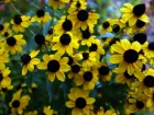 Rudbckia  trois lobes, Echinaces  3 lobes, Rudbeckia triloba