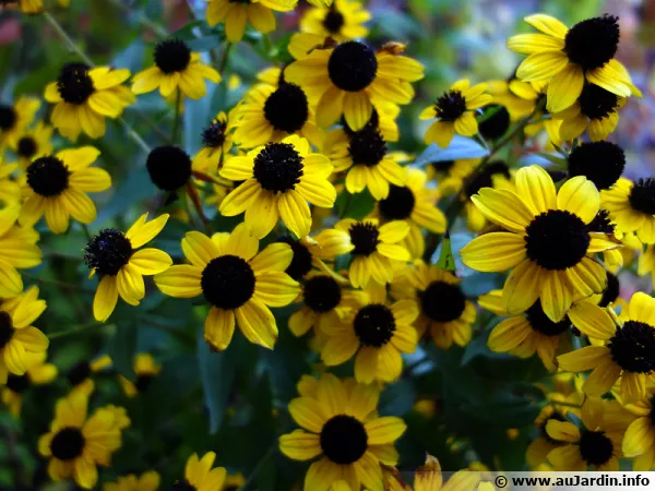 Rudbckia  trois lobes, Echinaces  3 lobes, Rudbeckia triloba