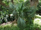 Latanier, Sabal nain, Sabal minor