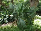Latanier, Sabal nain, Sabal minor