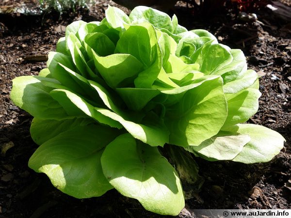 La salade, un légume facile à réussir