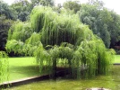 Saule pleureur, Salix babylonica