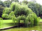 Saule pleureur, Salix babylonica