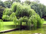 Saule pleureur, Salix babylonica Saule pleureur, Salix babylonica