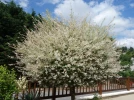Saule crevette, Salix integra 'Hakuro Nishiki'