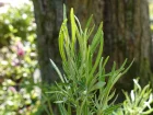 Saule  feuilles troites, Saule  feuilles de romarin, Salix rosmarinifolia