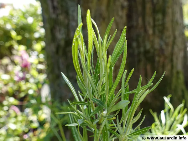 Les feuilles étroites du saule à feuilles de romarin, Salix rosmarinifolia